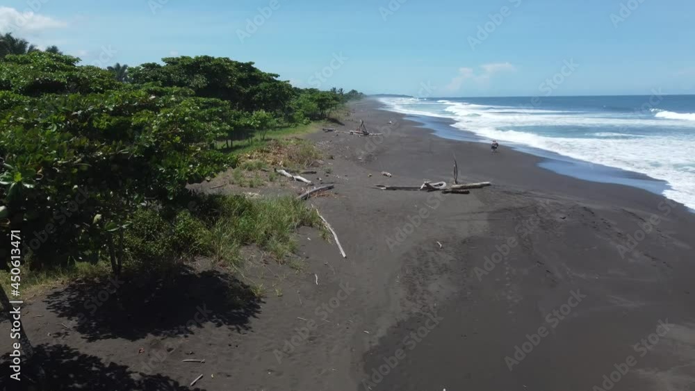 custom made wallpaper toronto digitalTracking past tropical tress on black sand beach with driftwood and crashing waves.