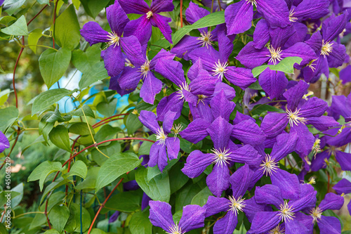 Clematis, Jackmanii, is a beautiful climbing plant with violet flowers.
