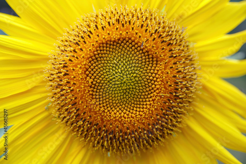 Bright sunflower flower close-up