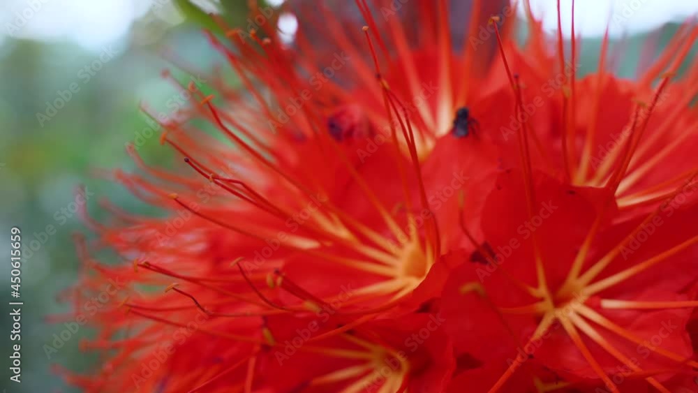 Macro shot of bee collecting pollen of exotic red flower blooming in rainforest of Ecuador - Brownea flowers Macro shot of bee collecting pollen of exotic red flower blooming in rainforest of Ecuador - Brownea flowers