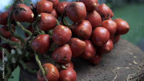 Close up tilt down shot of chonta fruit from peach palm in Ecuador in prores 4k photo