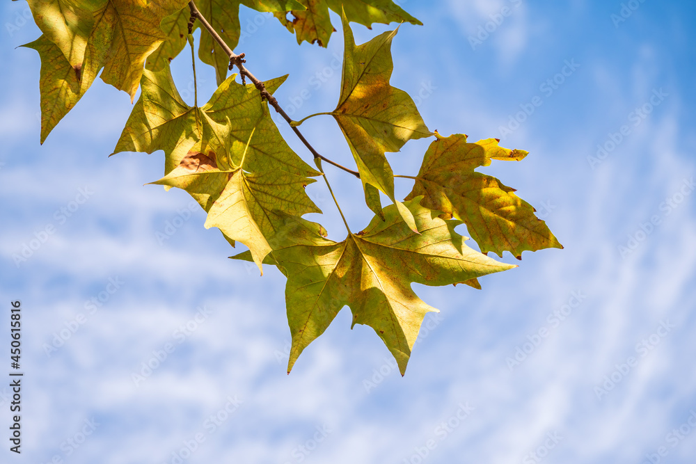 Obraz premium Maple branches with green and yellow leaves in autumn, in the light of sunset. Dry autumnal leaves background, golden maple tree foliage, autumn park, seasons change