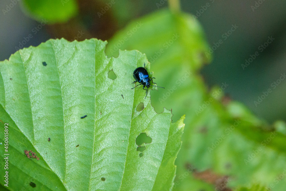 a sky blue leaf beetle eats holes in the green leaves of a bush a sky blue leaf beetle eats holes in the green leaves of a bush