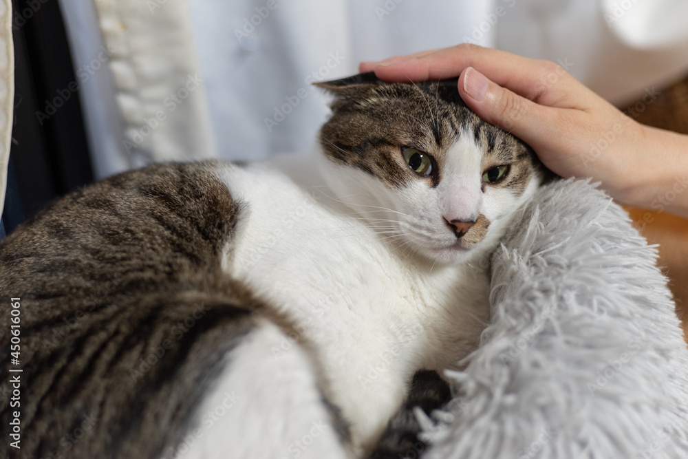 猫が好き キジトラ白 Stock Photo Adobe Stock