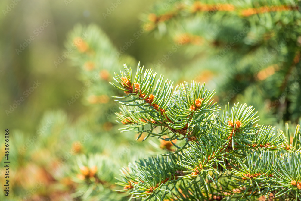 Background of green spruce branches in sunset light Background of green spruce branches in sunset light