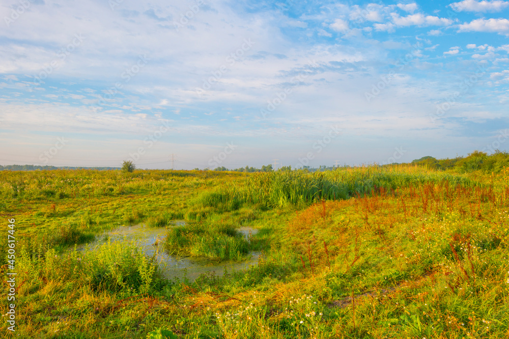 The edge of a lake with reed in wetland in bright blue sunlight at sunrise in summer, Almere, Flevoland, The Netherlands, August 12, 2021