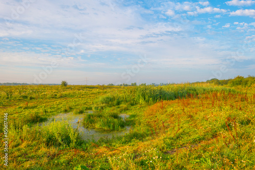 The edge of a lake with reed in wetland in bright blue sunlight at sunrise in summer, Almere, Flevoland, The Netherlands, August 12, 2021