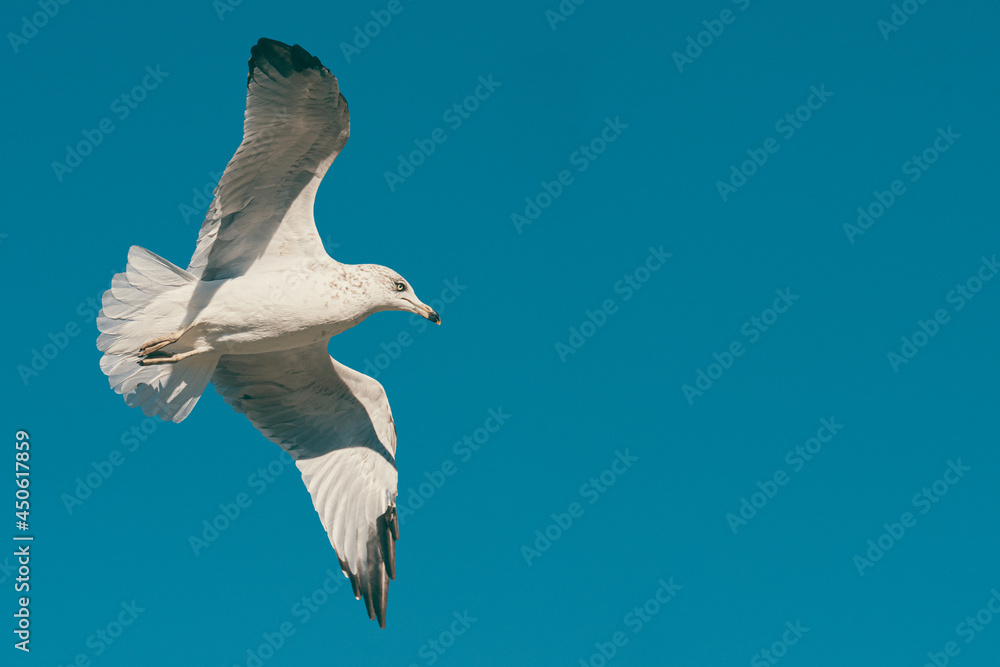 Obraz premium Urban Seagull