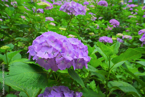 Hydrangea Garden at Mt.Gomado in Niigata Pref., Japan photo