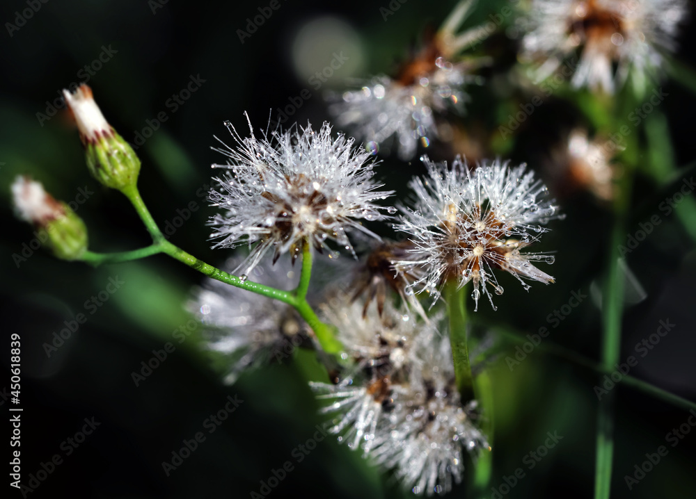 Artistic soft focus macro closeup of tiny Little Ironweed, Cyanthillium Cinereum with blurry background.