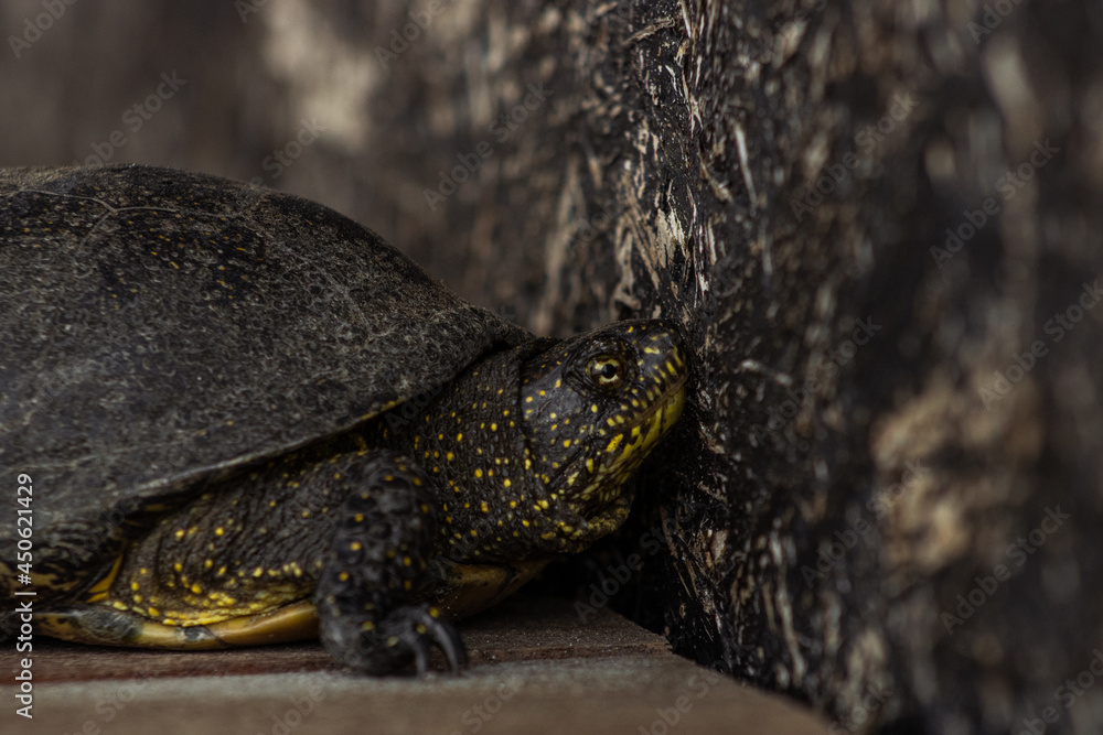 Small garden turtle looking for grass Small garden turtle looking for grass