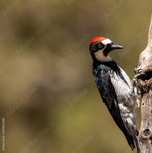 Acorn Woodpecker perched on a tree. © Joseph