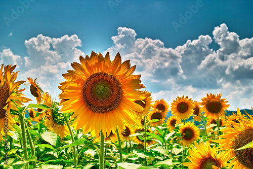 ひまわり畑（山形県中山町）
