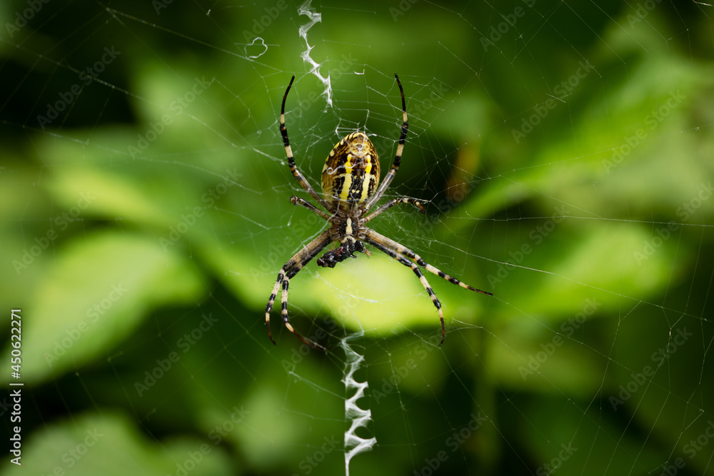 A huge wasp spider sits on a cobweb in a raspberry bush. The spider eats its prey. Close-up. A huge wasp spider sits on a cobweb in a raspberry bush. The spider eats its prey. Close-up.