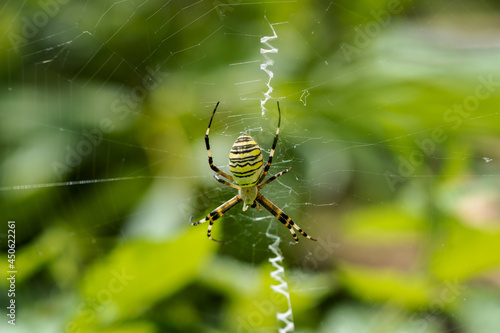 A huge wasp spider sits on a cobweb in a raspberry bush. The spider eats its prey. Close-up.