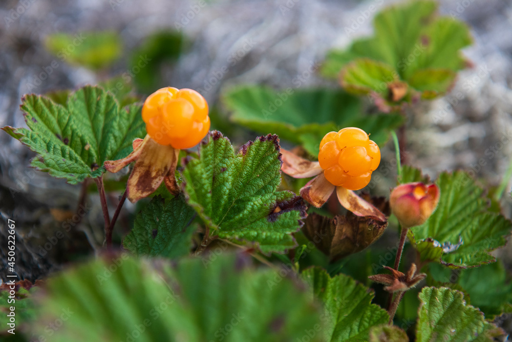 custom made wallpaper toronto digitalnorthern ripe berry cloudberry