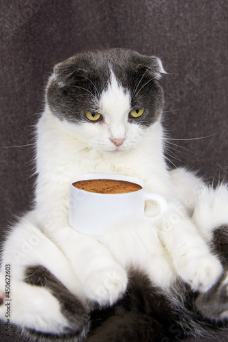A fold-eared cat sits with a cup of coffee.