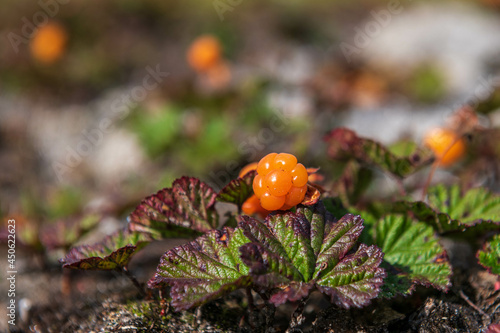northern ripe berry cloudberry