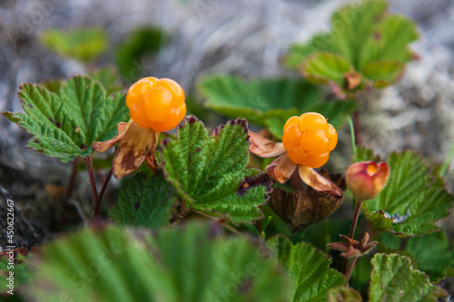 Wallpaper Mural northern ripe berry cloudberry Torontodigital.ca