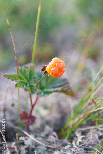 Wallpaper Mural northern ripe berry cloudberry Torontodigital.ca