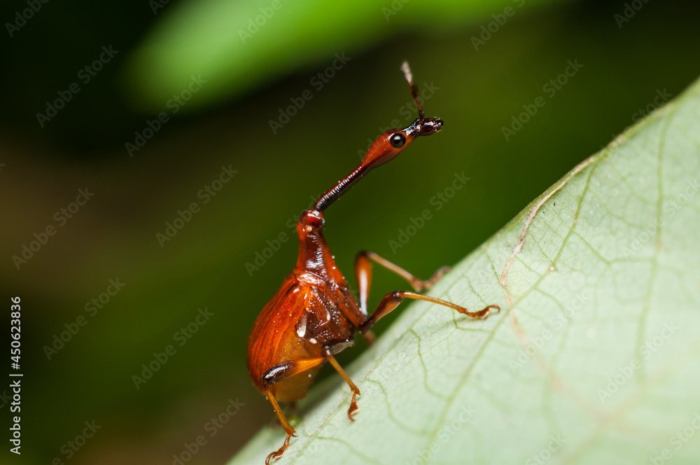 The male and female long neck weevil feeds and build their nest in the