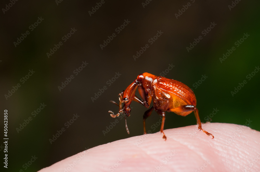 The male and female long neck weevil feeds and build their nest in the host plant. Male and Female Giraffe Weevil. The male has a long neck and both helps in building its nest by rolling and folding. 