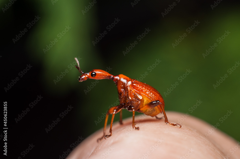 The male and female long neck weevil feeds and build their nest in the