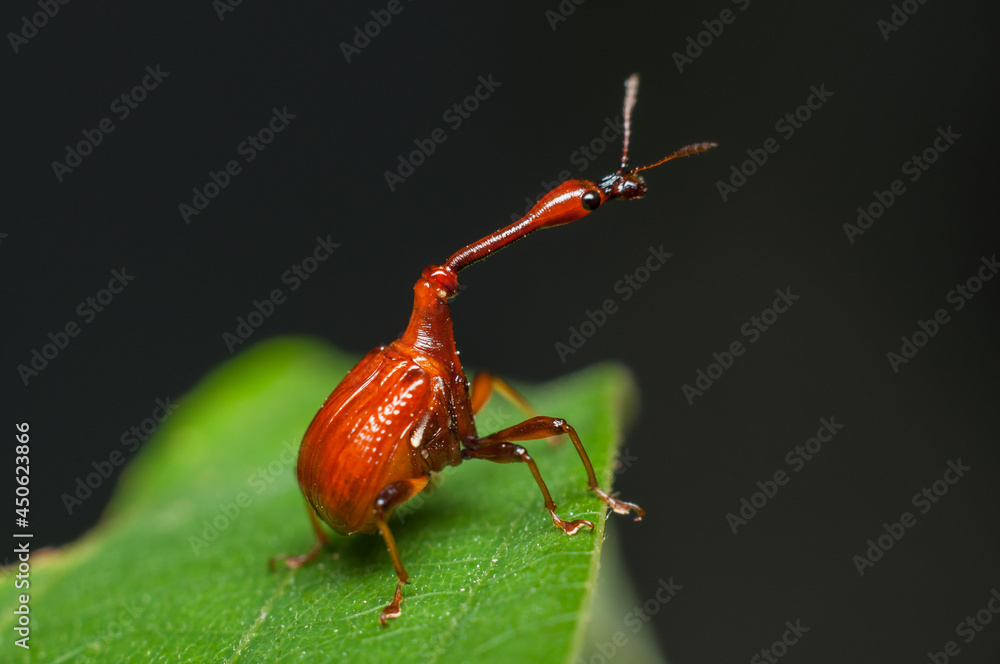 The male and female long neck weevil feeds and build their nest in the