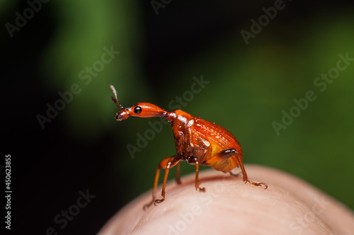 The male and female long neck weevil feeds and build their nest in the host plant. Male and Female Giraffe Weevil. The male has a long neck and both helps in building its nest by rolling and folding.  photo