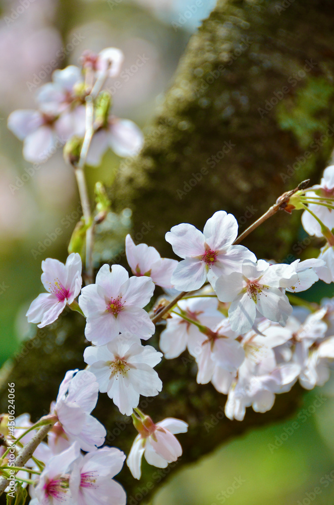 Fototapeta premium Cherry blossoms in full bloom in spring and cherry blossom trunks
