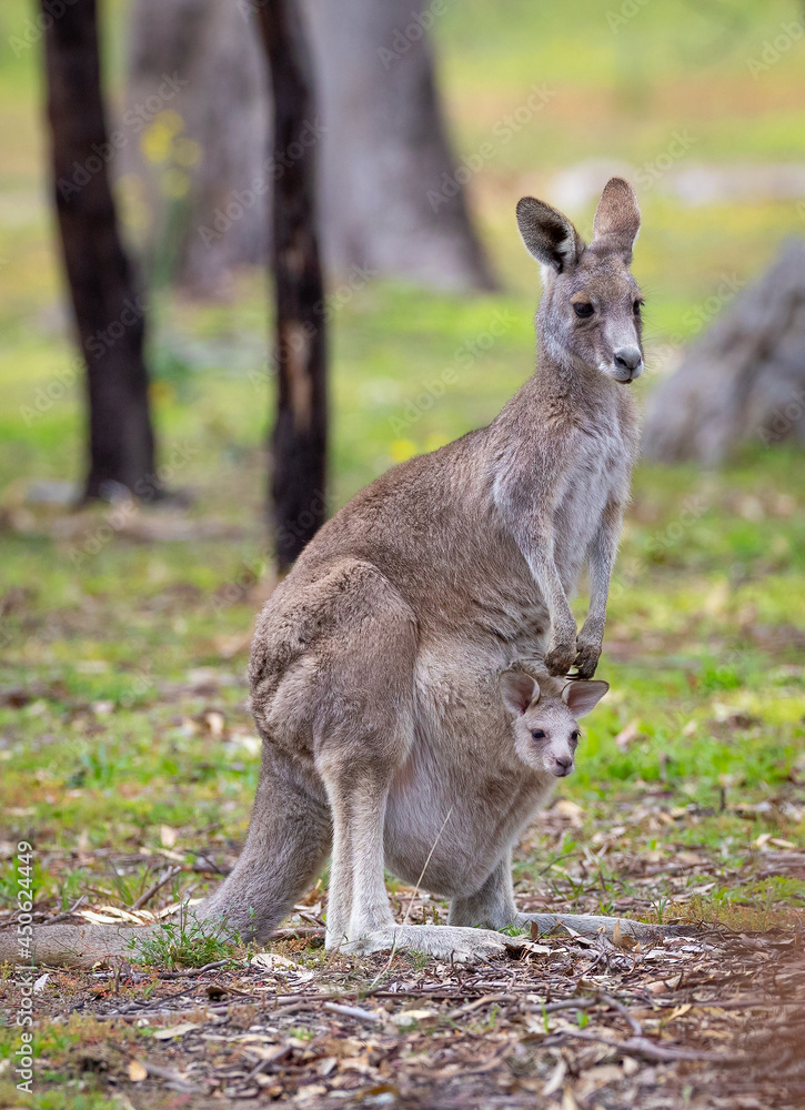 Close-up portrait photo of aEastern Grey Kangaroo Mother and Baby in Pouch taken in Woodlands Historic Park in Melbourne, Australia Close-up portrait photo of aEastern Grey Kangaroo Mother and Baby in Pouch taken in Woodlands Historic Park in Melbourne, Australia