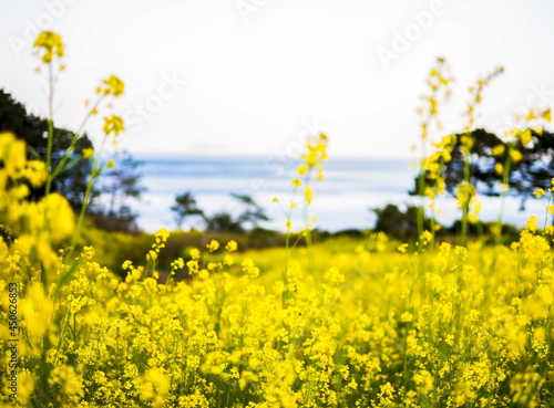 Photo taken in yellow flower field with sea background © 현용 강