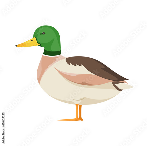 Duck on a white background. Cartoon animal design.