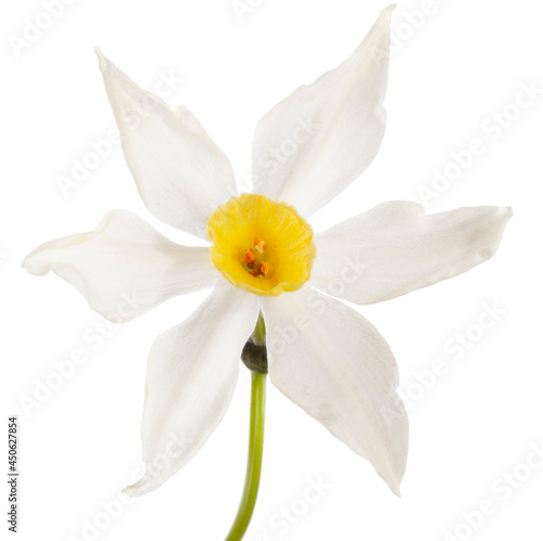 Close up Spring Daffodil soft light isolated