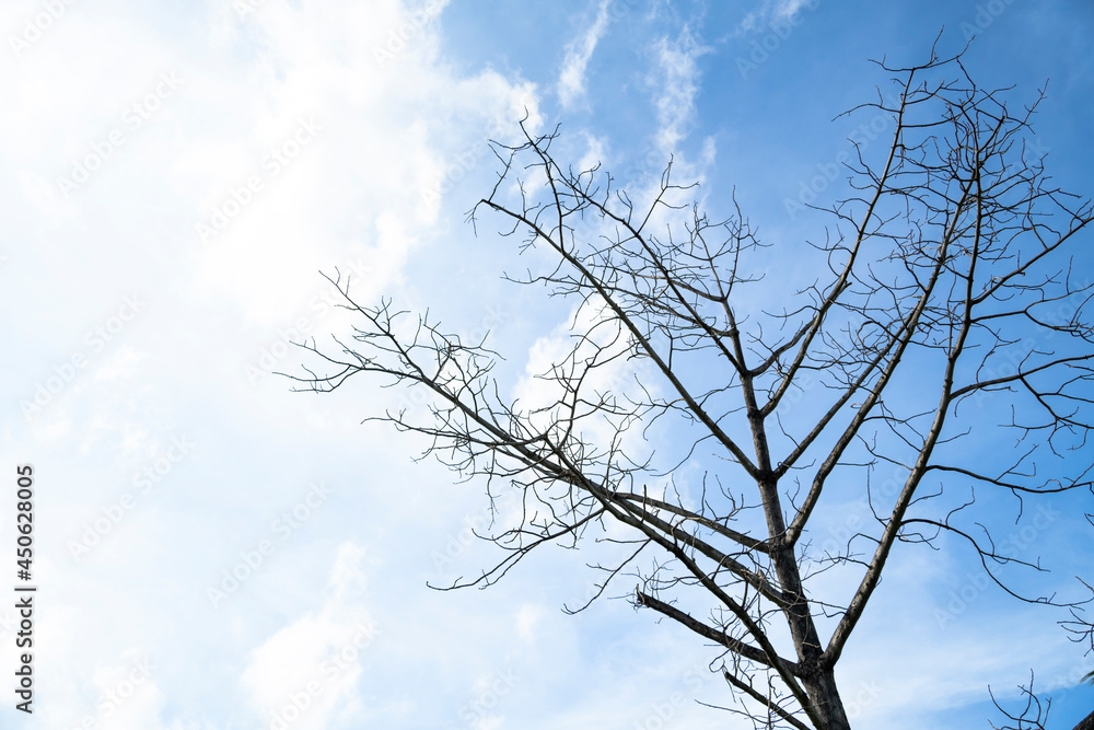Dead tree against a bright sky background. Dead tree against a bright sky background.