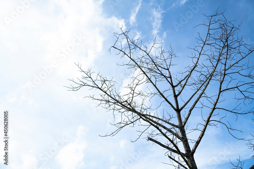 Dead tree against a bright sky background.