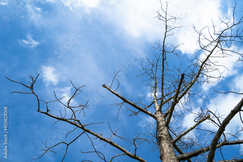 Dead tree against a bright sky background.