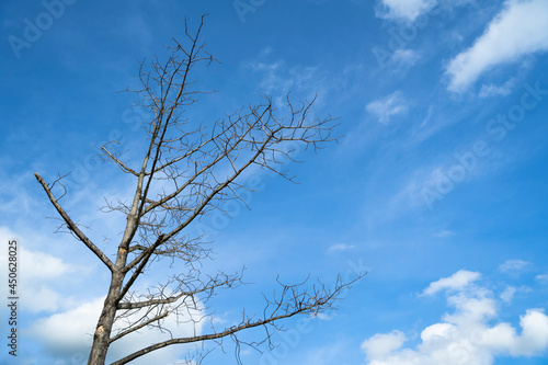 Dead tree against a bright sky background.