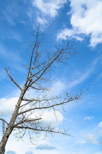 Dead tree against a bright sky background.