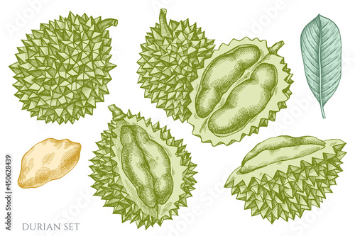 Vector set of hand drawn pastel durian