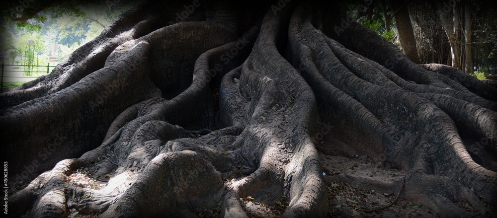 It is in the roots, not the branches, that a tree's greatest strength lies It is in the roots, not the branches, that a tree's greatest strength lies