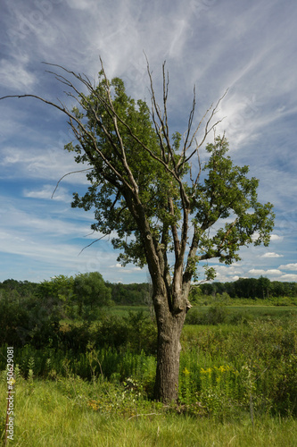 tree in a field against blue sky 