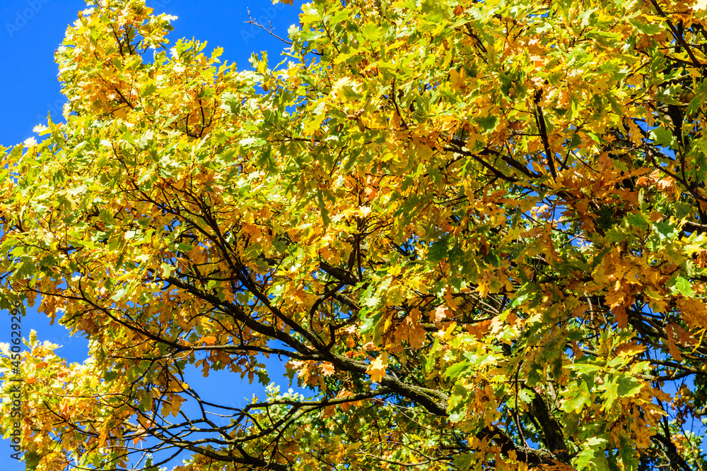Yellow and green leaves on a big oak tree at autumn Yellow and green leaves on a big oak tree at autumn