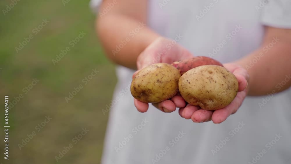 Woman Gardener Showing Potato Harvest Hold In Hand Outdoors. Female Middle Age Person on Sunset in Vegetable Garden Woman Gardener Showing Potato Harvest Hold In Hand Outdoors. Female Middle Age Person on Sunset in Vegetable Garden
