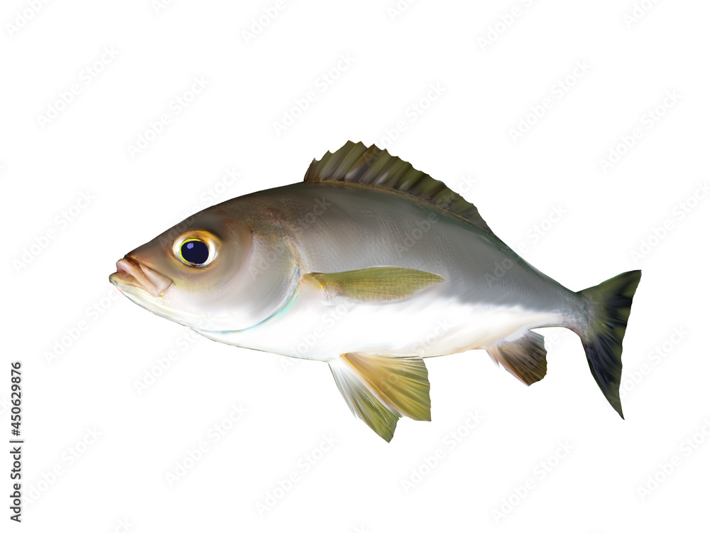 Fototapeta premium 魚
