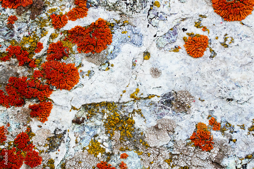 Beautiful abstract colorful texture for the background with red moss on a white stone. Bright colour. Natural eco vegetation. Orange, green and red colors. photo