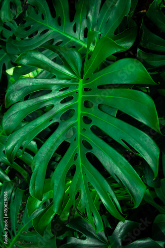 Green leaves of Monstera philodendron