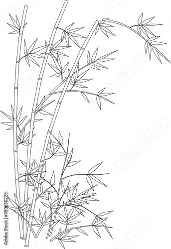 simple vector bamboo tree. Flat line design. Set of elegant floral elements for graphic and web design. Decorative vintage line elements collection. Vector illustration