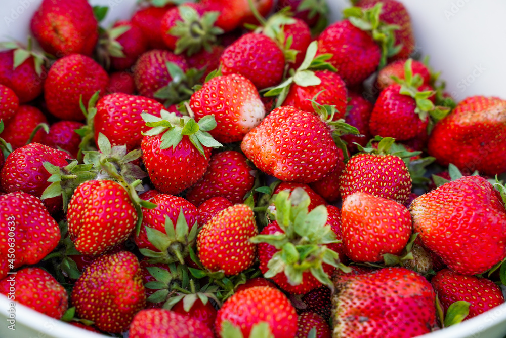 Rustic Strawberry. Fresh organic berries macro. Red background Rustic Strawberry. Fresh organic berries macro. Red background