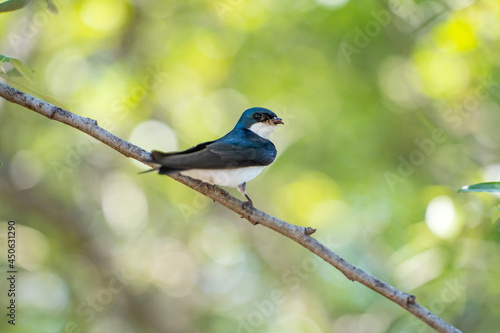 A tree swallow sits on a branch and holds insects in its beak. Wildlife photography. 